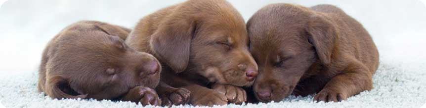 puppies